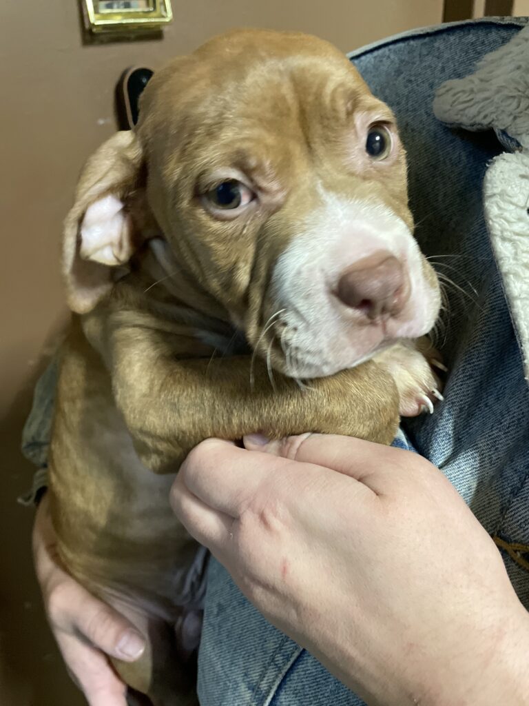 American blue dog boy